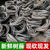 树藤枯藤装 饰红山藤藤蔓树枝室内客厅仿真葡萄叶花藤条假植物树干