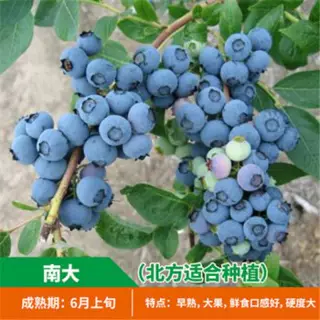 夏普蓝蓝莓树苗室内阳台盆栽南方北方种植庭院地栽当年结果蓝莓苗