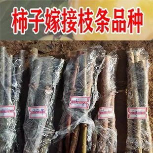 磨盘柿树扦插脆甜柿子嫁接枝条果树嫁接枝条现剪现发品种扦插码子
