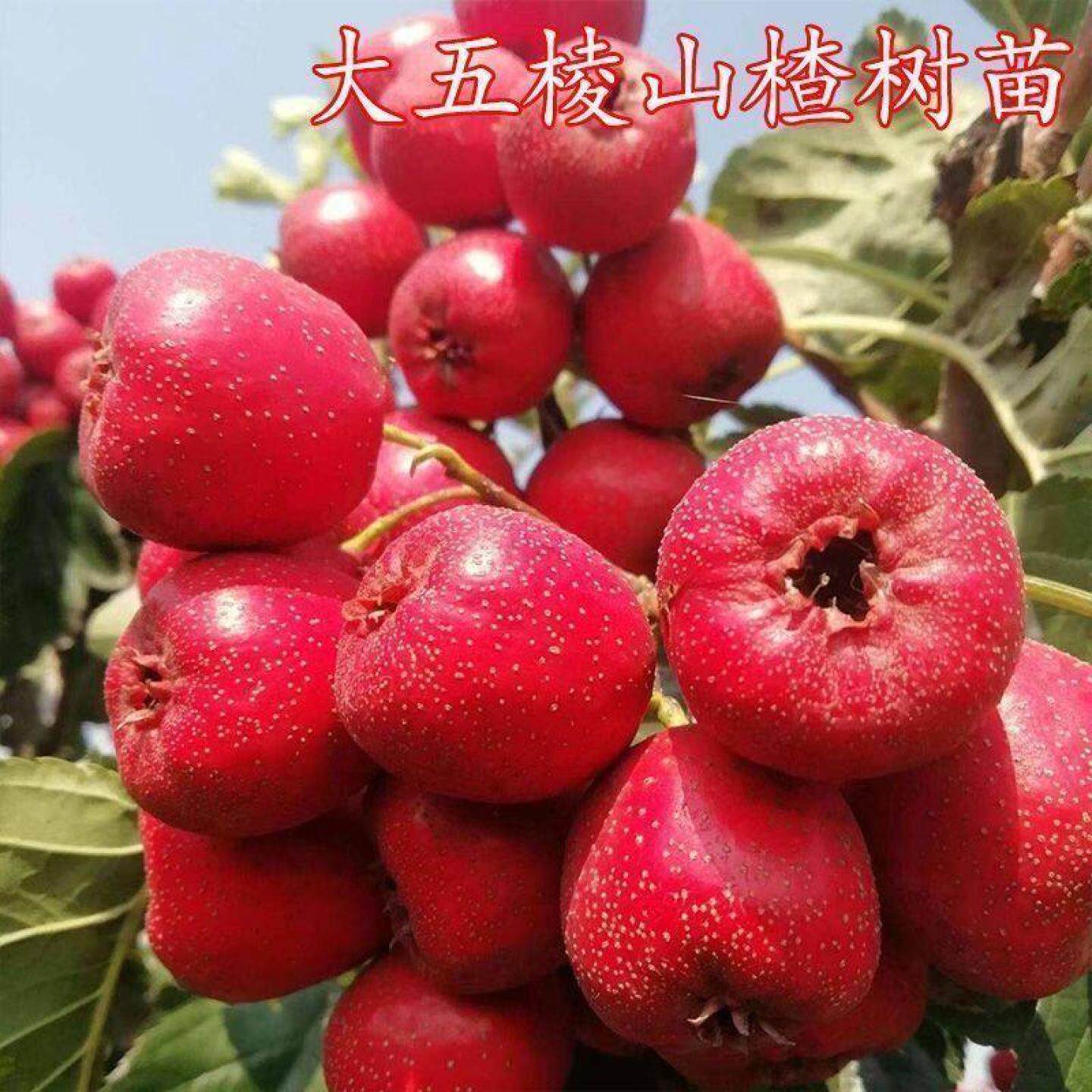 山楂树苗嫁接特大五棱山楂苗南方北方种植新品种盆栽地栽当年结果