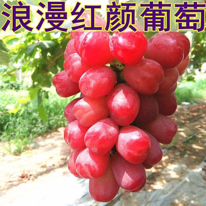 新品种无籽葡萄树苗浪漫红颜葡萄苗特大南北方地栽盆栽当年结果苗
