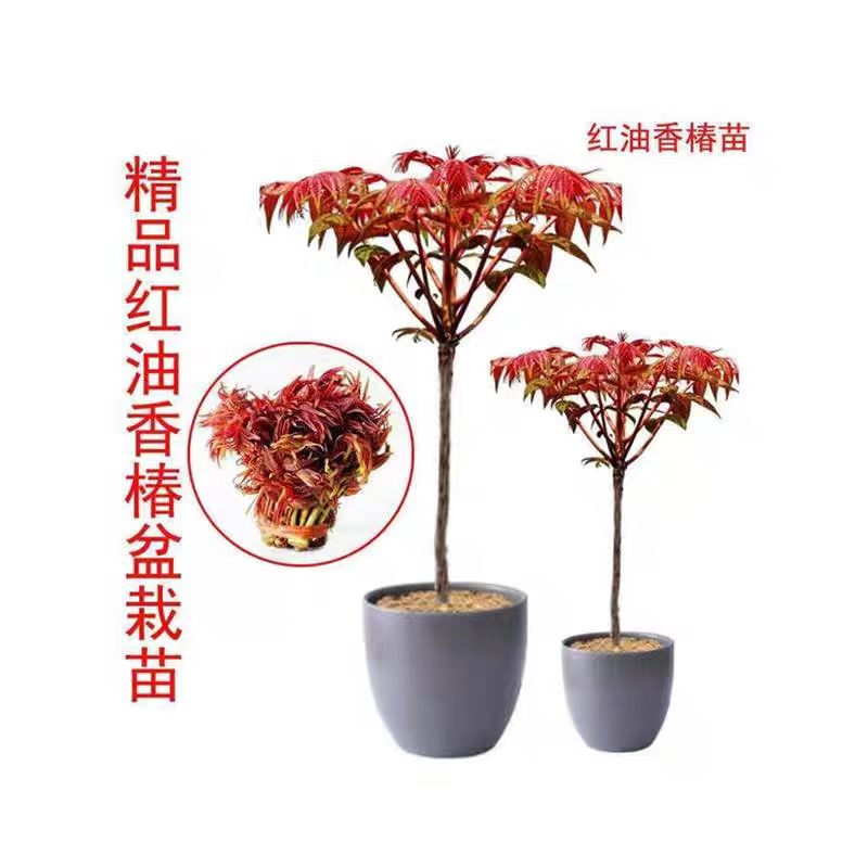 红油香椿种子苗四季盆栽树