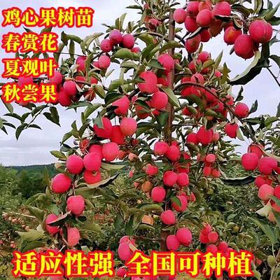 东北鸡心苹果树苗地栽耐寒果树南北方种植当年结果正宗