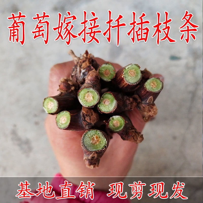 葡萄枝条扦插繁育美国甜