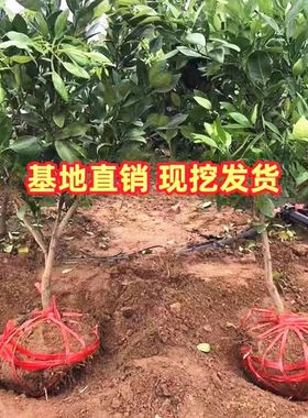 正宗温州瓯海接穗 欧瓯柑树苗 现挖现卖 果树苗 柑橘苗 苦柑 种苗