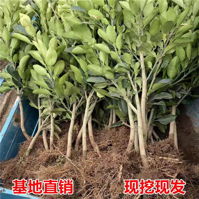 脆皮金桔桔子苗正宗嫁接果树苗盆栽地栽可食用观赏橘南北方种植
