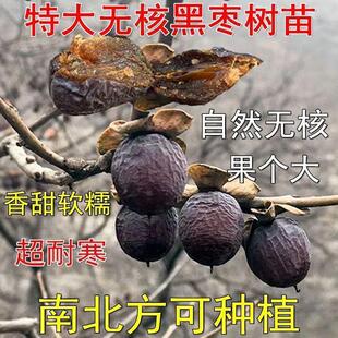 无核黑枣苗软枣苗野生君迁子苗野柿子苗牛奶黑枣果树正宗黑枣树苗