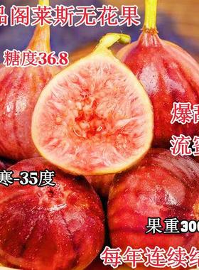 正宗格莱斯无花果树苗新品种大果盆栽地栽南北方四季种植当年结果