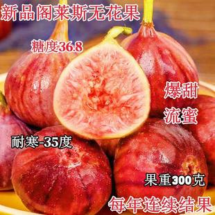 正宗格莱斯无花果树苗新品种大果盆栽地栽南北方四季种植当年结果