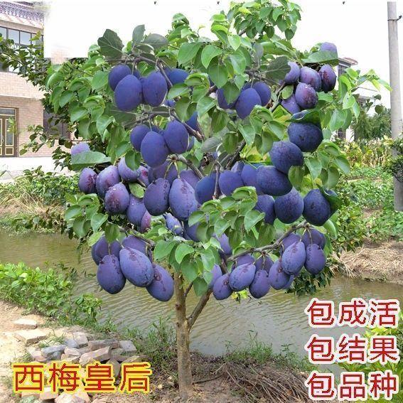 西梅树苗嫁接蓝蜜西梅皇后树苗李子树苗南北方种植盆地栽当年结果