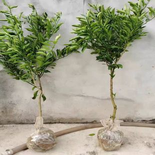 无籽东方红桔树苗嫁接沙糖桔子苗无核蜜桔橘子苗盆栽地栽果树苗