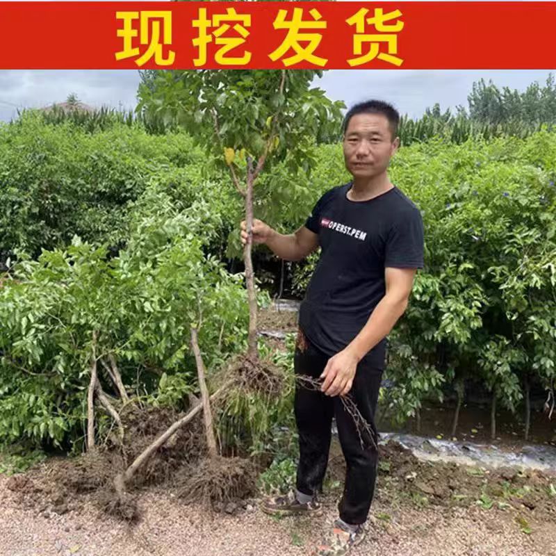嫁接枣树苗蟠枣苗新品种特大果耐寒盘龙枣子活苗冬枣北方果树果苗