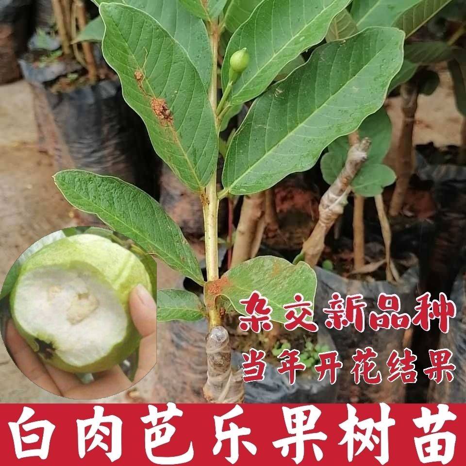 西瓜芭乐白肉果树苗四季开花结果当年结果南方果树苗