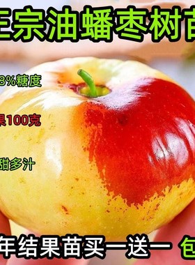 正宗油蟠枣树苗嫁接耐寒树苗适合南北方种植盆栽地栽庭院种植