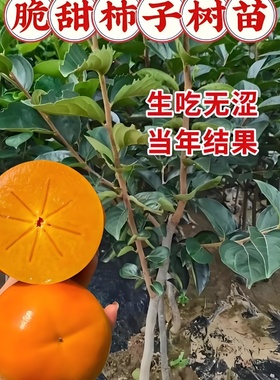 正宗无核脆甜柿子树苗大果耐寒耐旱盆栽地栽南北方种植当年结果苗