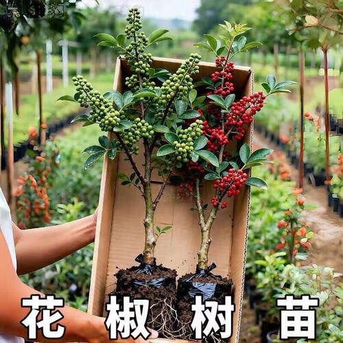 花椒树苗无刺少刺大红袍