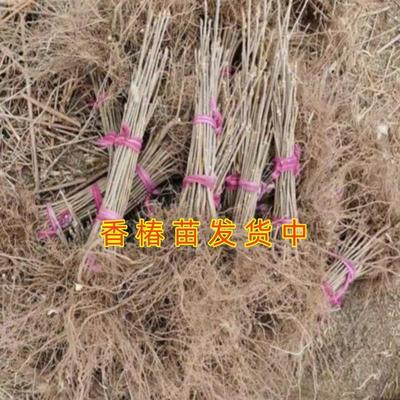 红油香椿苗南北方种植盆栽