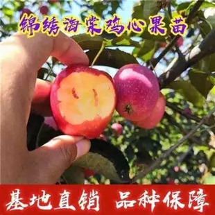 耐寒果树沙果鸡心果小苹果树苗海棠果花红果树冬红果苗南果树果苗