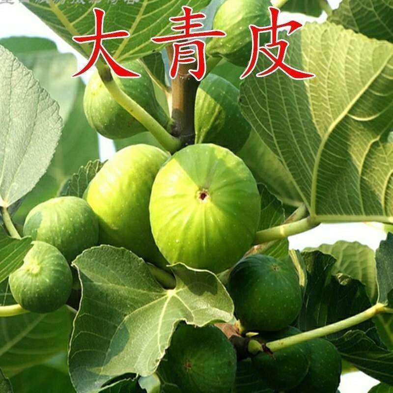 威海大青皮无花果树苗盆栽