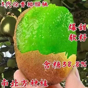 嫁接特大周至猕猴桃树苗公母同珠爬藤南北方种植盆栽地栽果树果苗