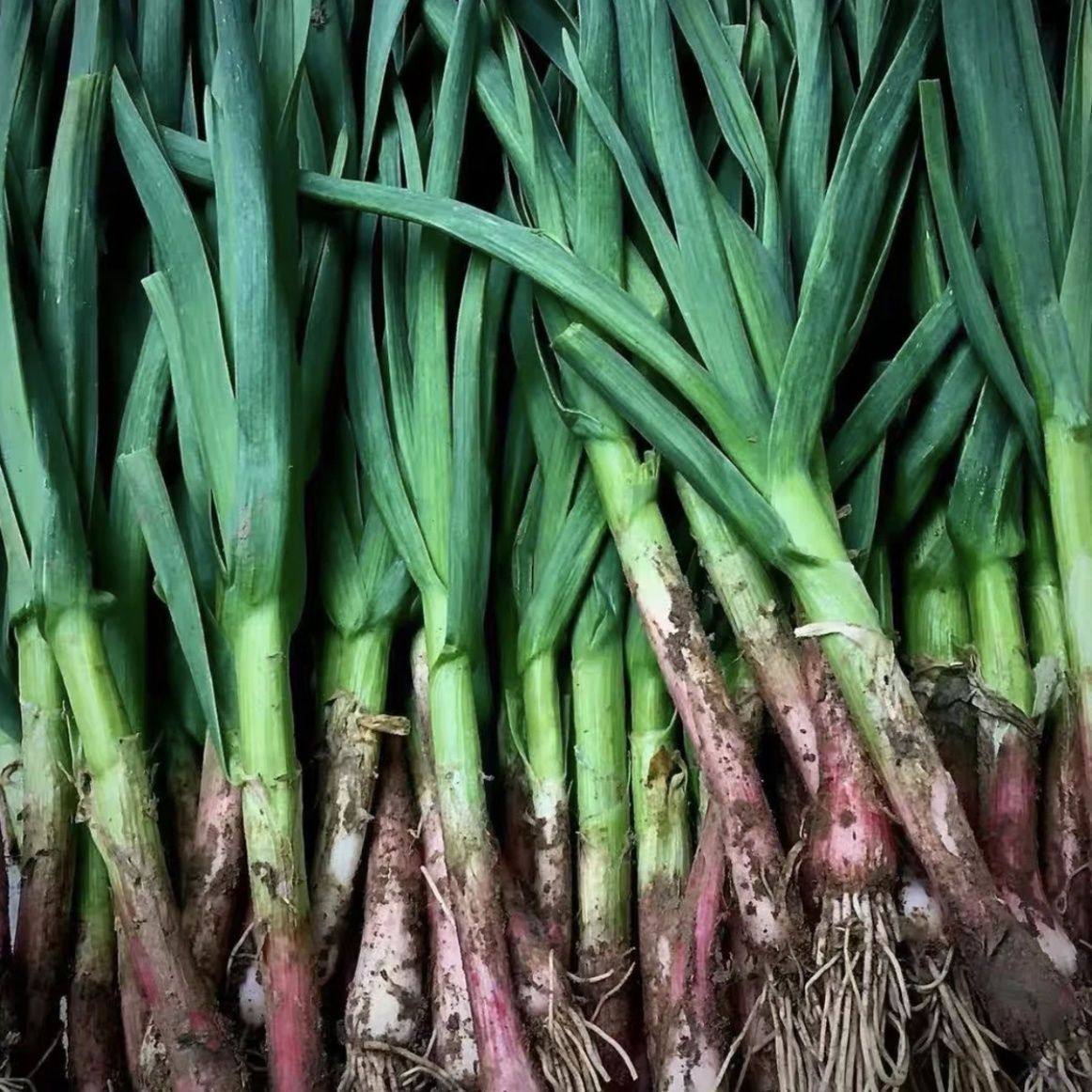 贵州农家蔬菜蒜苗炒肉炒菜香味扑鼻而来,水产肉类/新鲜蔬果/熟食,大蒜,淘宝优惠券,粉丝福利购,淘宝优惠卷