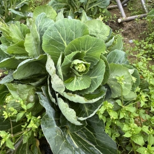 贵州露天农家莲花白菜苔
