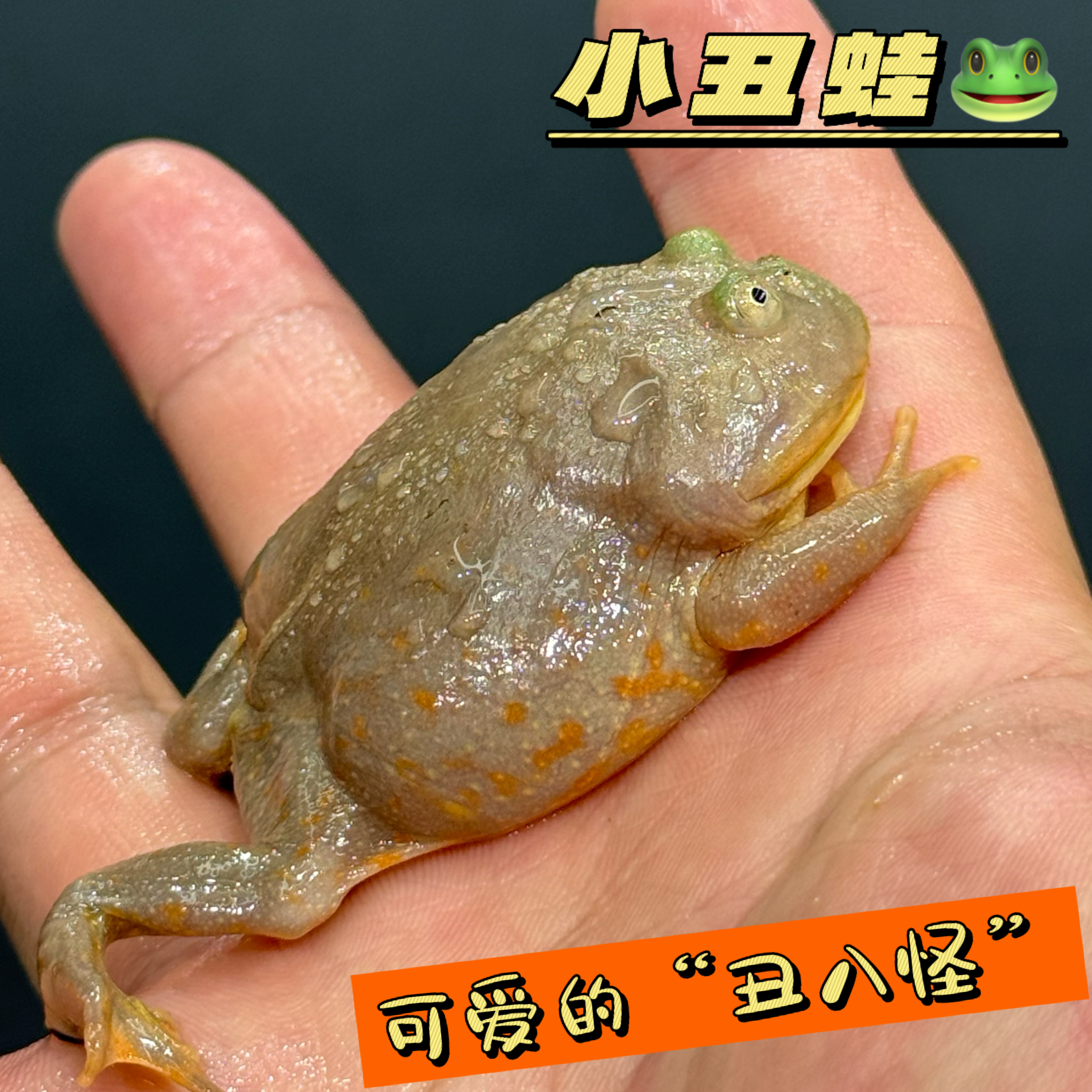 小丑蛙深水无毒霸王角蛙珍珠蛙可爱好养皮实宠物蛙小孩桌面青蛙