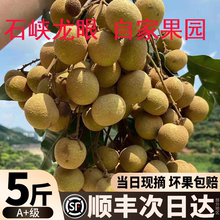 【顺丰冷链】产地直销广西新鲜石峡龙眼5斤大果桂圆当季水果整箱