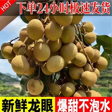 【顺丰包邮】广西石硖龙眼新鲜桂圆水果当季现摘现发5斤整箱大果