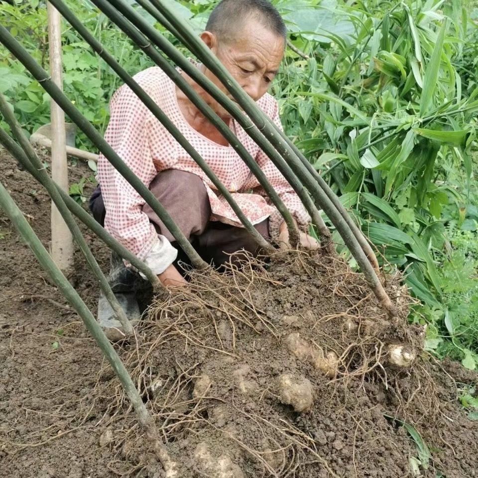 云南正宗多花黄精种苗高杆倒苗块茎，高产新品种图片