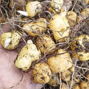 多花黄精块茎苗新鲜采挖基地直发适应各种环境种植