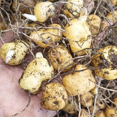 多花黄精块茎苗新鲜采挖基地直发适应各种环境种植