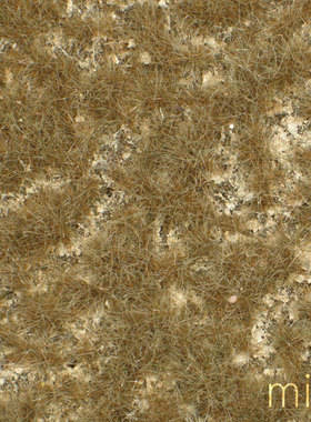 现货 Mininatur Calcareous meadow late fall 719-34S 草簇 植株