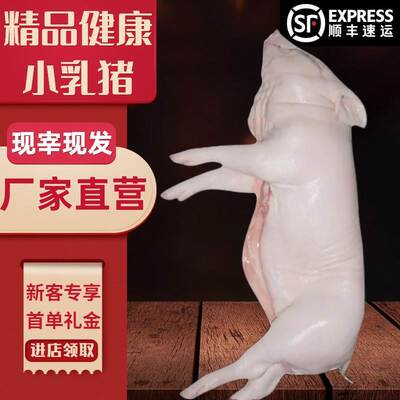 新款 乳猪整只新鲜烤乳猪冷冻小香猪肉厂家4-50斤烧烤生鲜食材厂