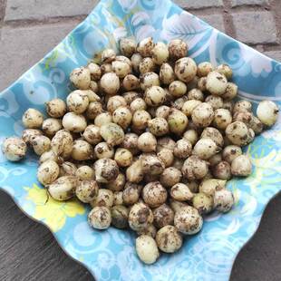 新款 包邮农家新鲜苦藠川渝特产团葱苦茭苦叫小蒜苦交教头野葱薤