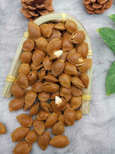 新款 新疆小银杏坚果 开口杏核饱满 库车小白杏仁手剥薄壳奶香炒