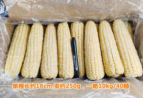 新款 森田谷元泰东北速冻粘玉米40穗/箱口感甜糯黄玉米河南省内包