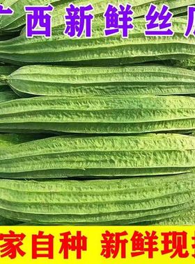广西新鲜棱角丝瓜八角瓜现摘大肉绿油丝瓜清甜当季蔬菜5斤整箱