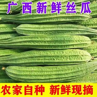 广西新鲜棱角丝瓜八角瓜现摘大肉绿油丝瓜清甜当季蔬菜5斤整箱