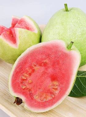 广西红心珍珠番石榴芭乐新鲜水果现摘5斤当季脆甜底糖巴乐潘石榴