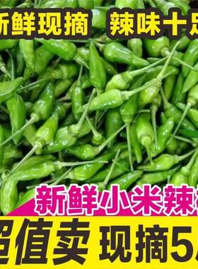 广西野山椒新鲜辣椒1-10斤包邮特辣农家青椒指天椒朝天椒小米辣椒