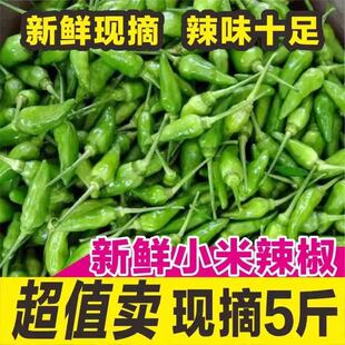 广西野山椒新鲜辣椒1-10斤包邮特辣农家青椒指天椒朝天椒小米辣椒