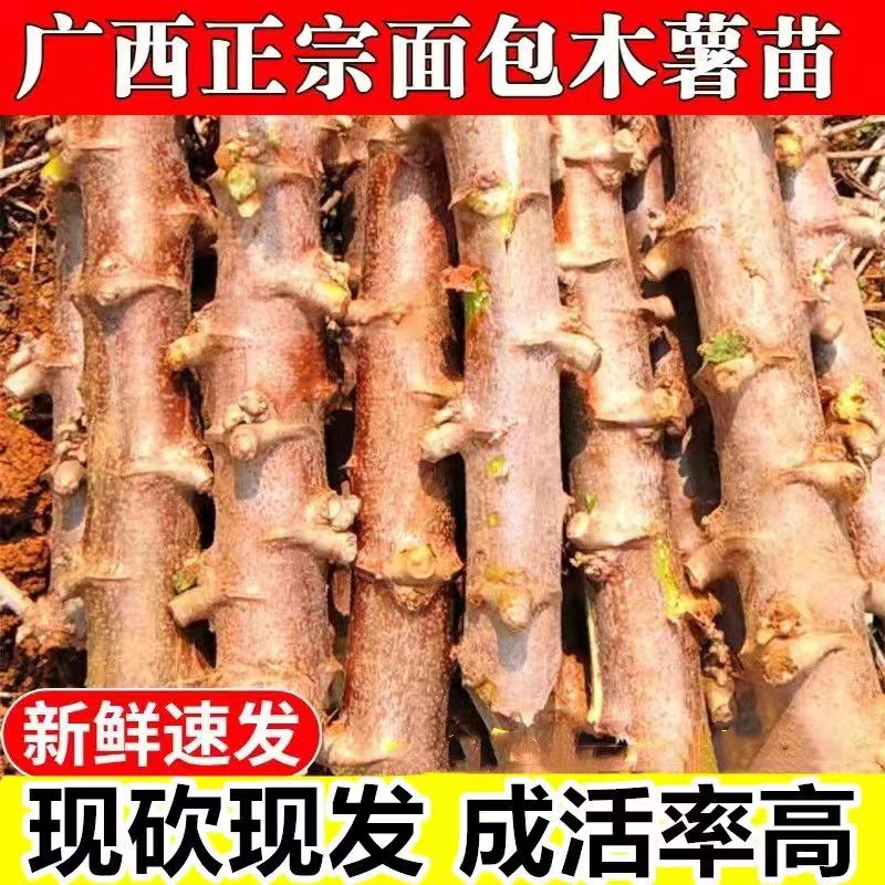 广西黄肉面包木薯种子苗10斤当季农家种植食用黄心甜木薯茎杆包邮