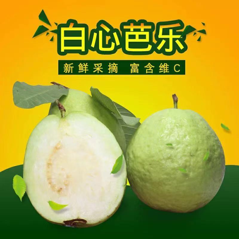 广西番石榴5斤包邮白珍珠芭乐