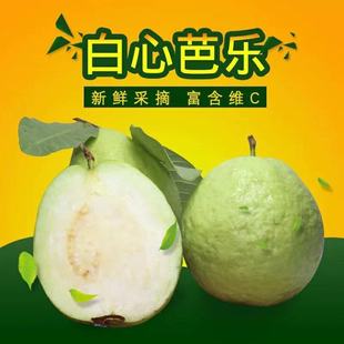 广西番石榴5斤 白芯珍珠芭乐农家果园现摘现发热带新鲜水果 包邮