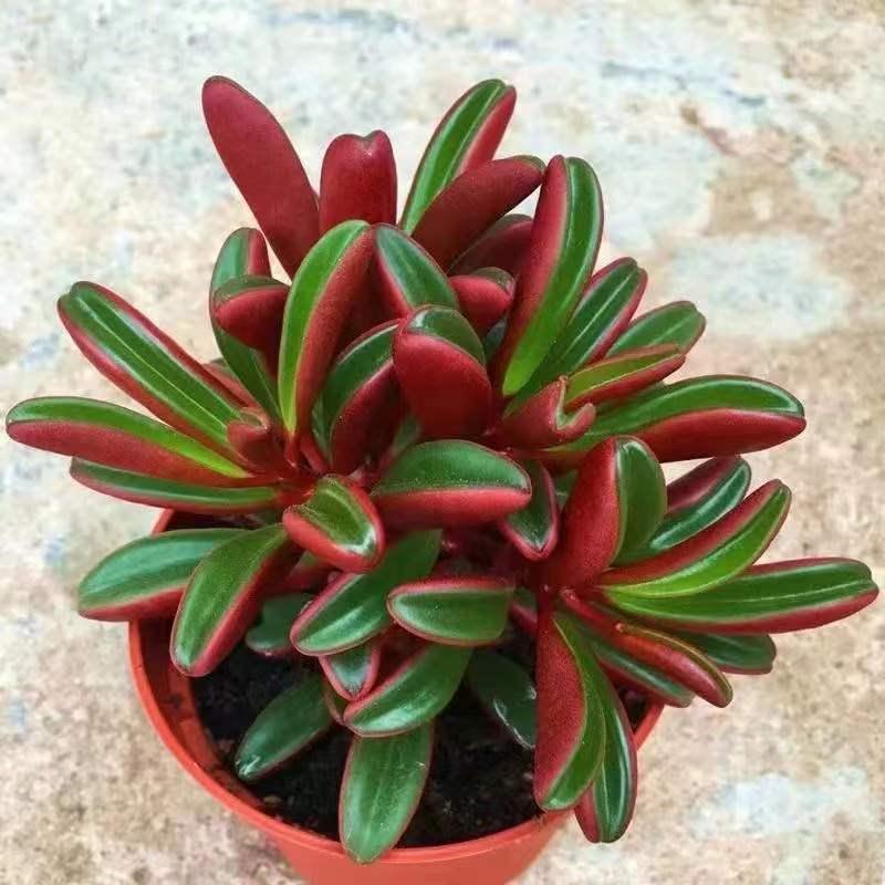 红背椒草多肉植物红色盆栽肉肉新手植物办公室创意花卉绿植防辐射