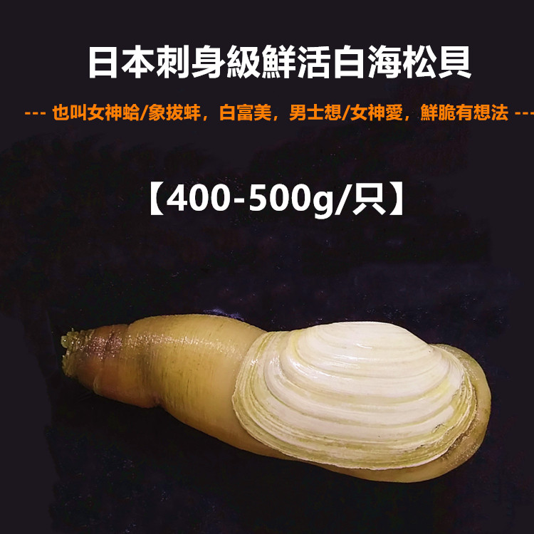 鲜活象拔蚌素材模板 鲜活象拔蚌图片下载 小麦优选 鲜活象拔蚌素材模板 鲜活象拔蚌图片下载 小麦优选