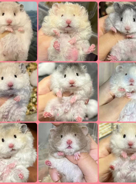 家养长毛波利金丝熊活物可爱稀有卷毛黑火蜜波利纯银鸽灰肉桂仓鼠