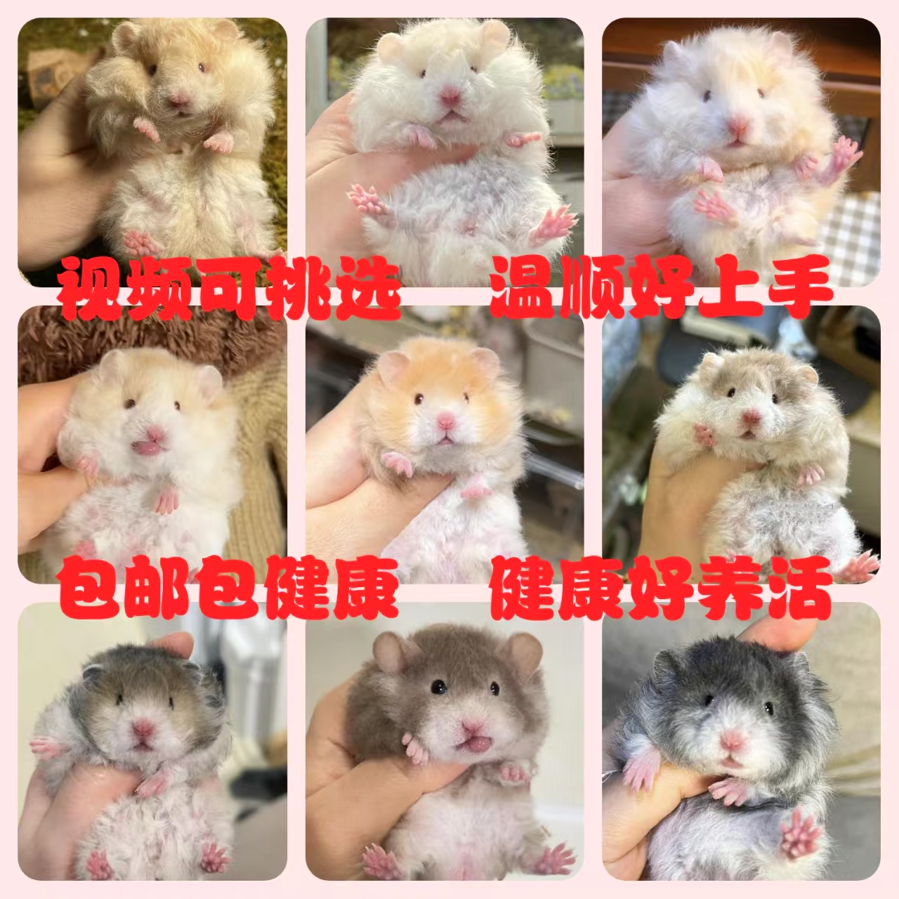 家养长毛金丝熊活物已打疫苗稀有卷毛黑火蜜波利纯银鸽灰肉桂仓鼠