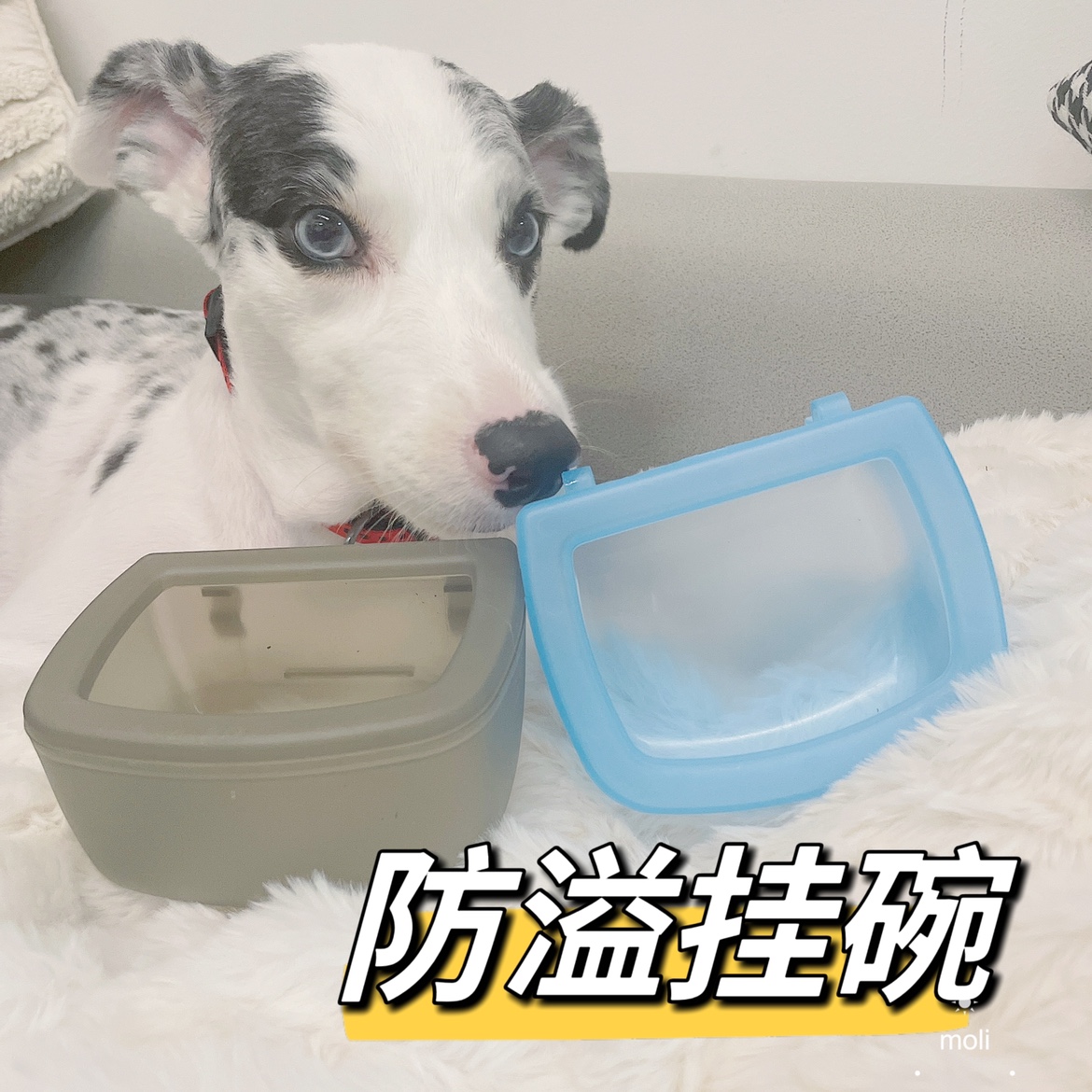 宠物航空箱挂碗防溢水碗食盆狗狗猫咪通用运输笼挂碗冠强宠物-封面